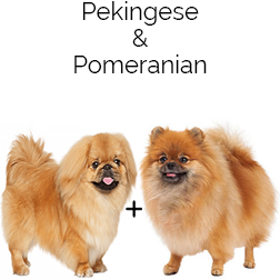 Peekapom Dog